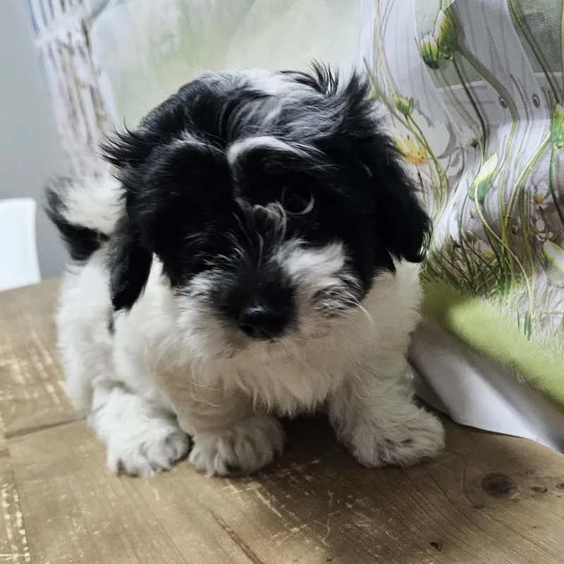 A baby small-sized female White / Cream Coton de Tulear dog named Tabitha for adoption in Normal, IL