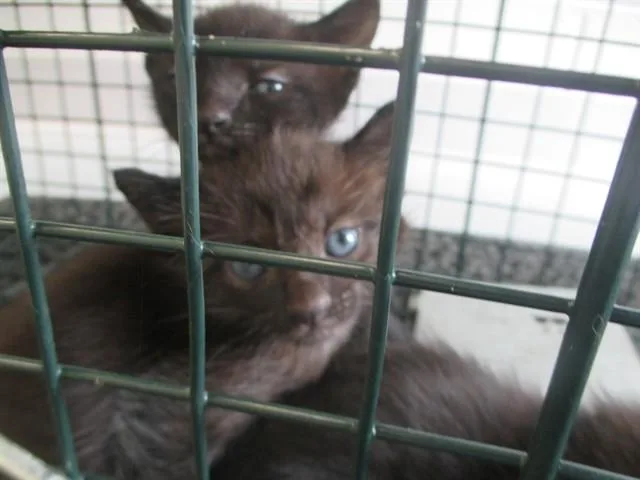 A baby small-sized male Domestic Short Hair cat named A for adoption in Ocala, FL