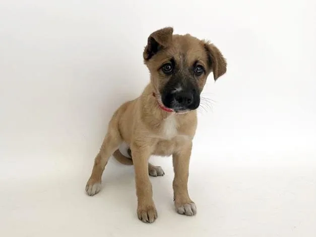 A baby small-sized male Terrier dog named Tina for adoption in Saint Louis, MO