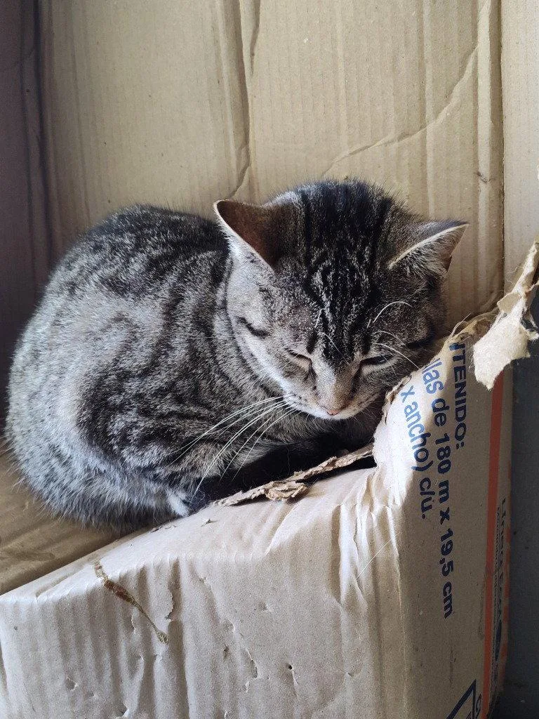An adult medium-sized female Domestic Short Hair cat named Tabitha for adoption in Cromwell, KY