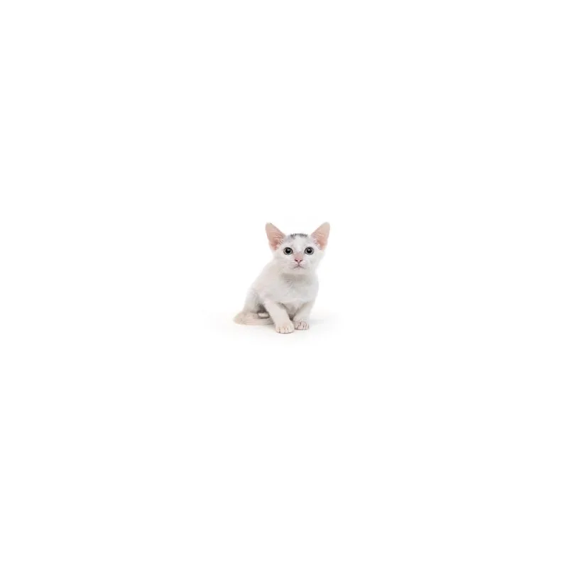 A baby small-sized female White Domestic Short Hair cat named Coke Zero for adoption in Playa Vista, CA