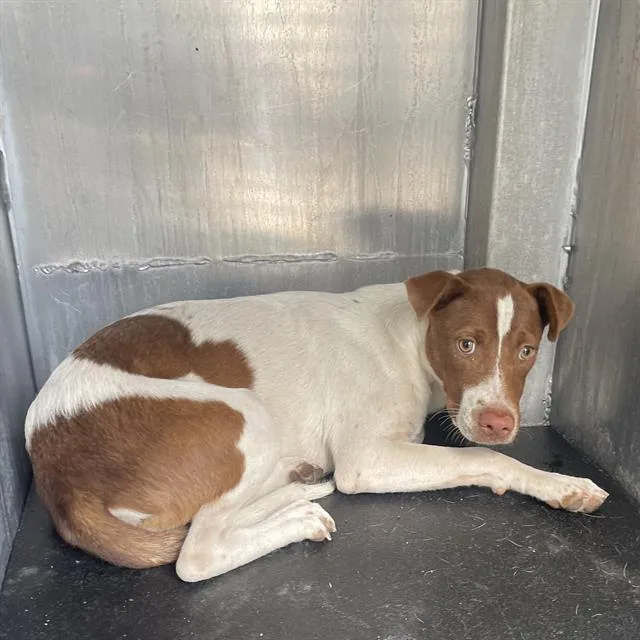 A young medium-sized female Terrier dog named Brailley for adoption in San Antonio, TX