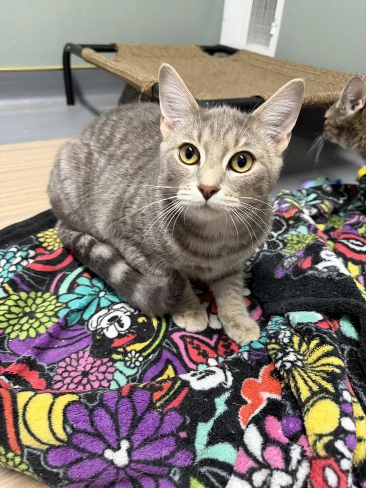 A young medium-sized male Domestic Short Hair cat named Maverick for adoption in Plymouth, MI