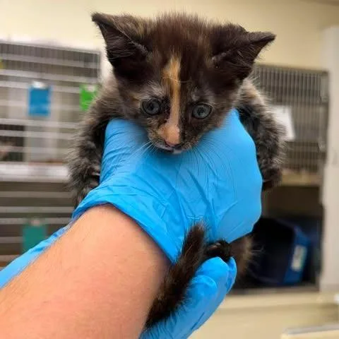 A baby small-sized female Tortoiseshell Domestic Short Hair cat named Clove for adoption in Bastrop, TX