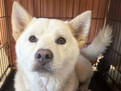 An adult medium-sized male White / Cream Mixed Breed dog named Tickles for adoption in Georgetown, TX