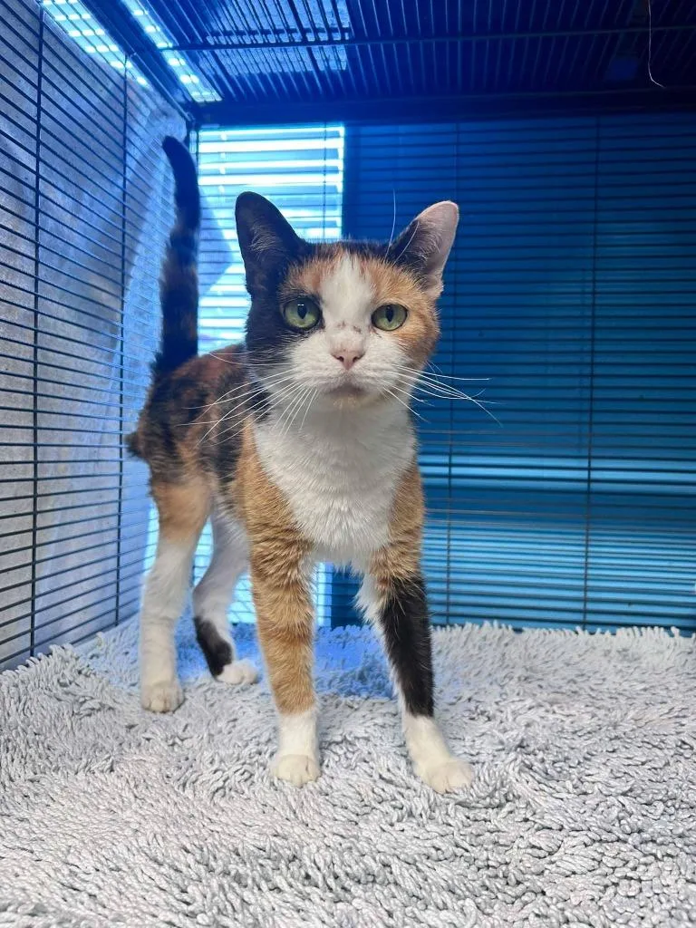 An adult large-sized female Domestic Short Hair cat named Nicolette for adoption in Sebastian, FL