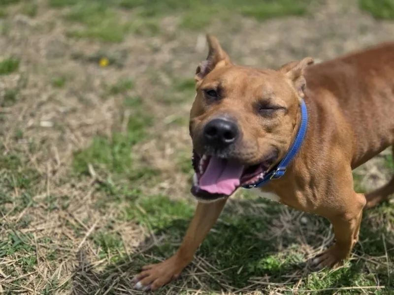 Leonardo thumbnail 3