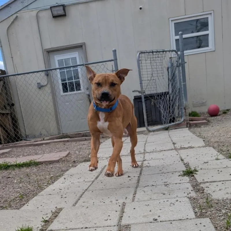 Leonardo thumbnail 4