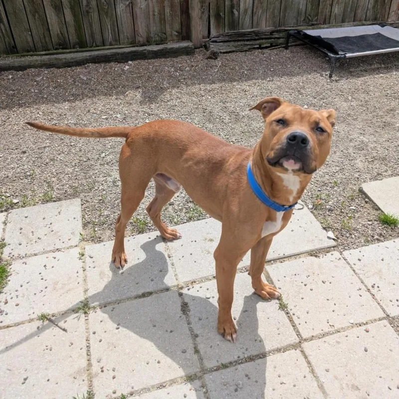 Leonardo thumbnail 5