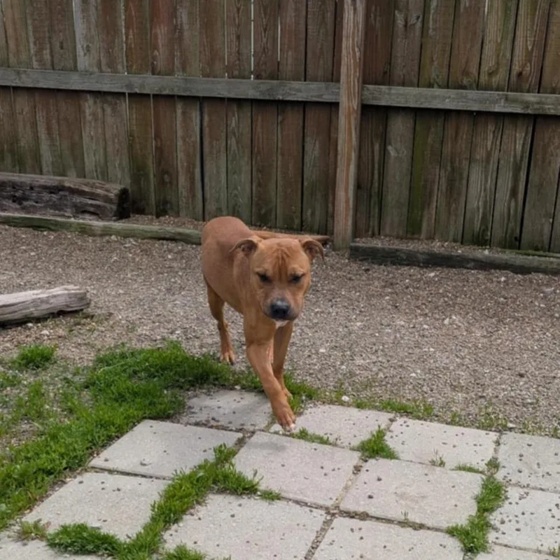 Leonardo thumbnail 6