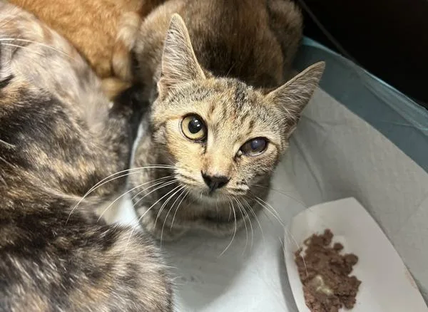 A young small-sized female Domestic Short Hair cat named Sierra for adoption in El Cajon, CA
