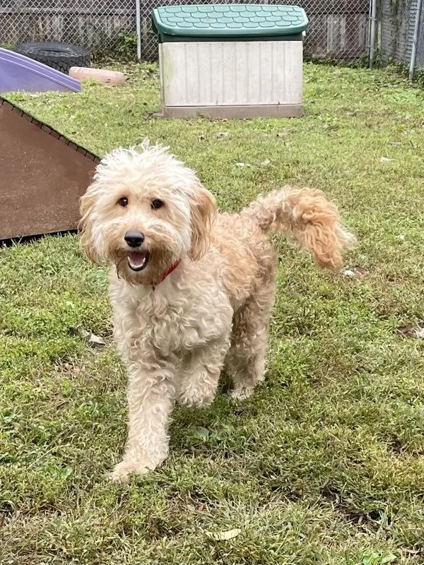 An adult medium-sized female Poodle dog named Cotton Candy for adoption in Oakland, NJ
