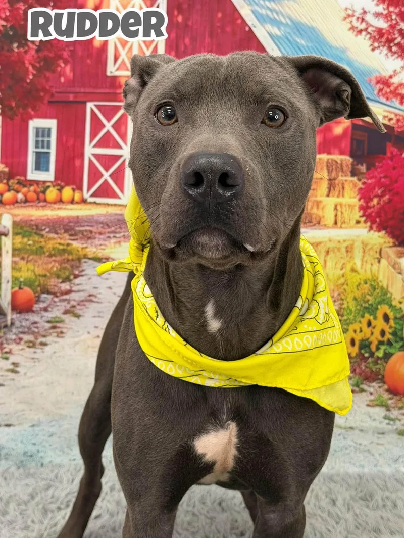 An adult medium-sized male Gray / Blue / Silver Mixed Breed dog named Rudder for adoption in Flint, MI