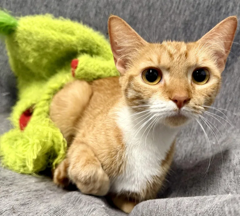 An adult small-sized female American Shorthair cat named Fritter for adoption in Bolivia, NC
