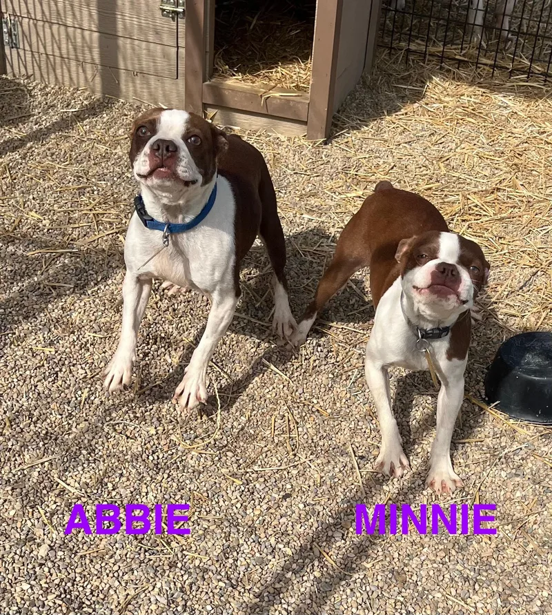 Abbie