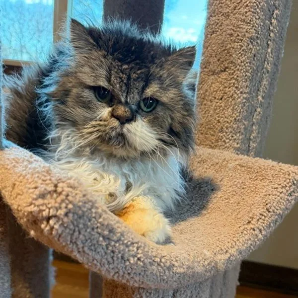 An adult medium-sized male Persian cat named Kristoff  Bonded Buddy for adoption in Des Moines, IA