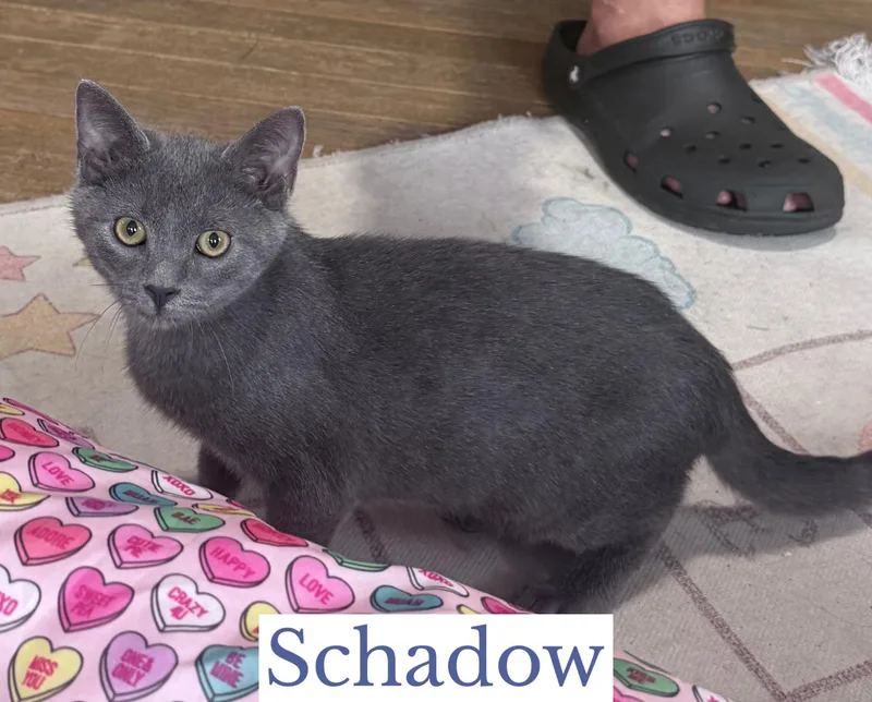A baby medium-sized male Gray / Blue / Silver Domestic Short Hair cat named Schadow for adoption in Berkeley Springs, WV