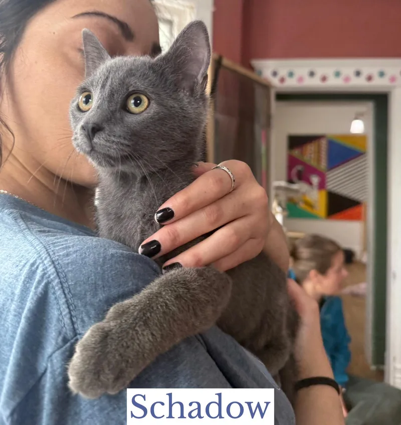 Schadow thumbnail 2