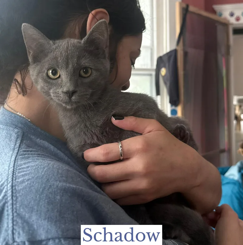 Schadow thumbnail 3