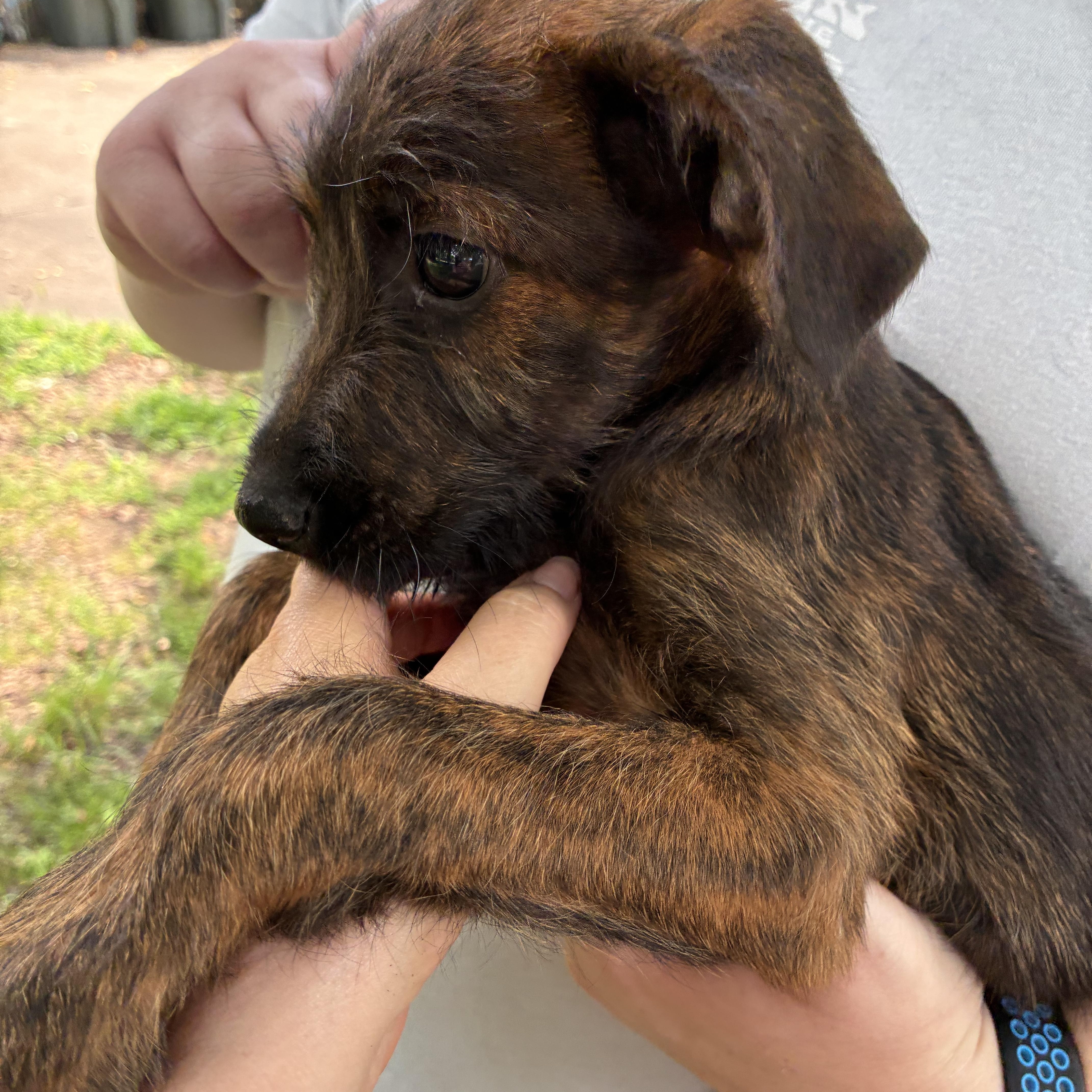 A baby small-sized male Chihuahua dog named Rocket for adoption in Cordova, TN