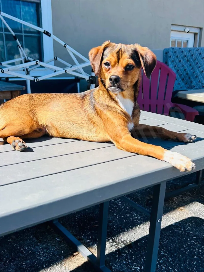 A young small-sized male Terrier dog named Widdle for adoption in Elizabethtown, PA