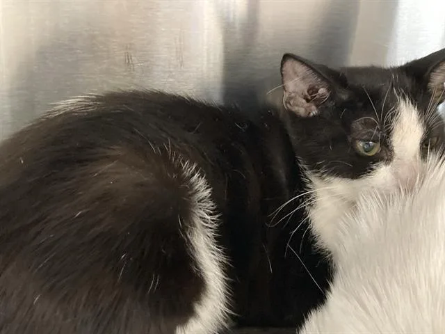 A baby small-sized female Domestic Short Hair cat named Banh Mi for adoption in Tustin, CA