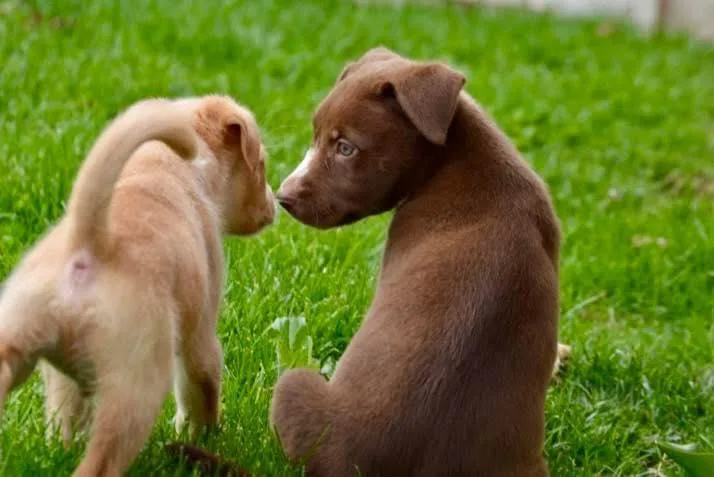 A baby medium-sized male Brown / Chocolate Australian Shepherd dog named Bingo for adoption in Clinton, WI