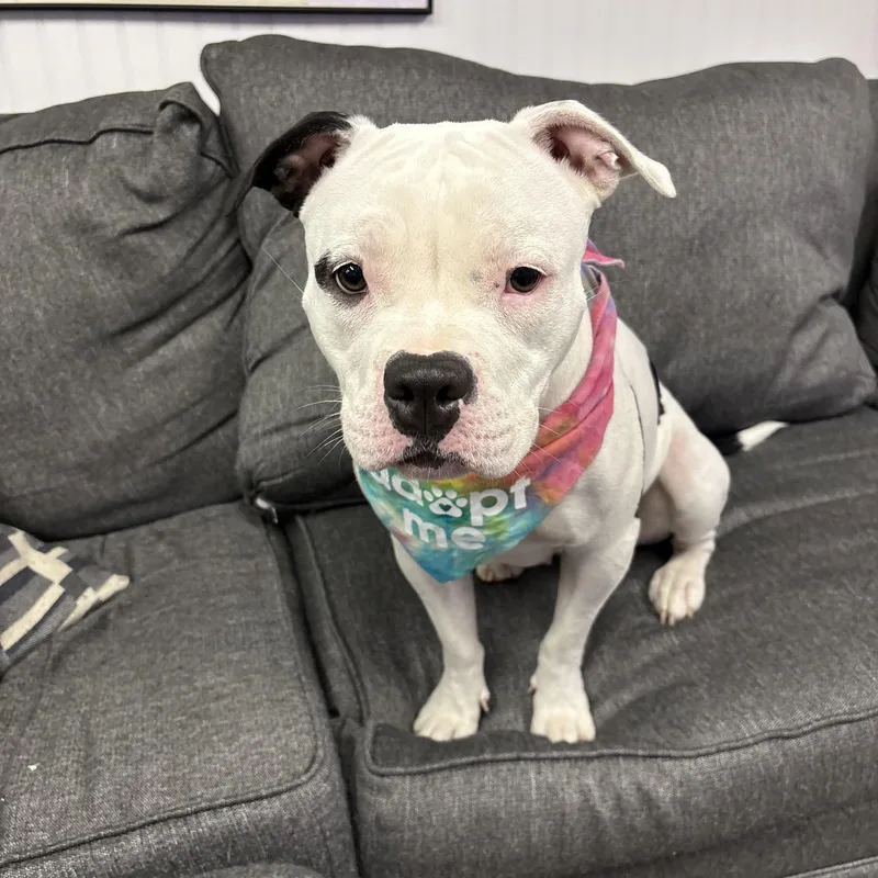 A baby medium-sized female American Bulldog dog named Betty for adoption in Palisades Park, NJ