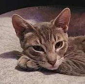 A young medium-sized female Domestic Short Hair cat named Vixen for adoption in Liverpool, TX
