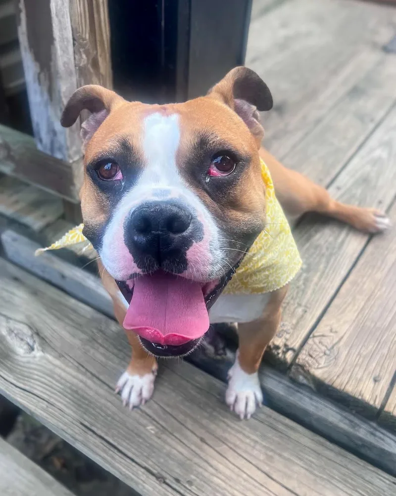 An adult large-sized male Brown / Chocolate Mixed Breed dog named Sideshow Bob for adoption in Cincinnati, OH