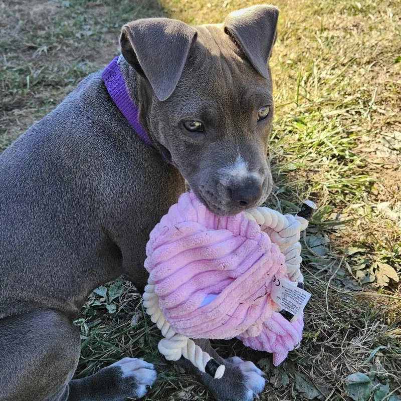 A baby small-sized male Pit Bull Terrier dog named Glen for adoption in Johnson City, TN