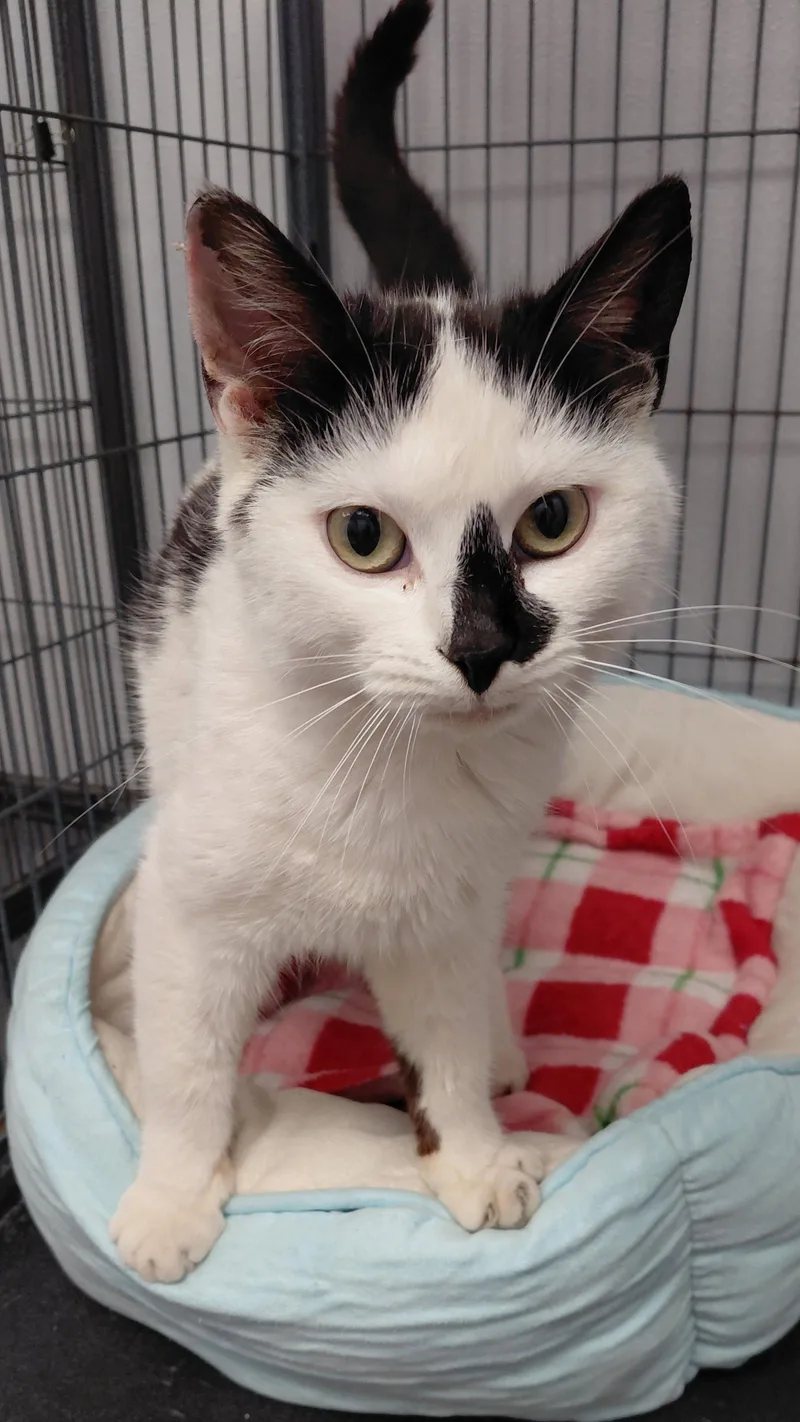 An adult medium-sized female Black & White / Tuxedo Domestic Short Hair cat named Malibu for adoption in Montello, WI