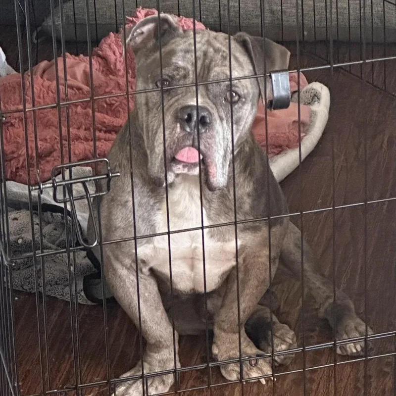 Charlie Boy thumbnail 2