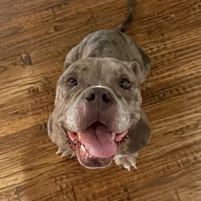 Charlie Boy thumbnail 3