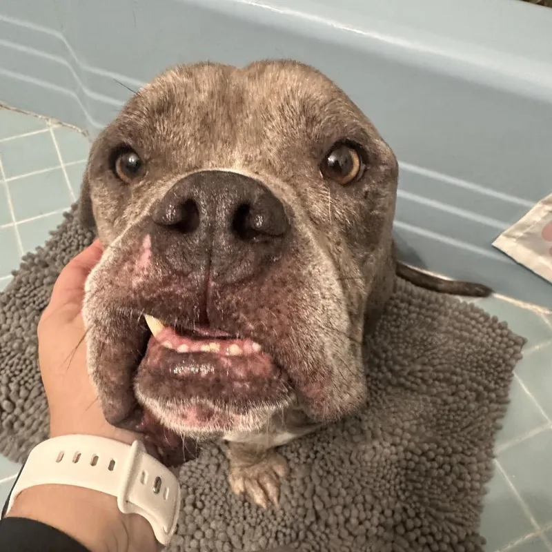 Charlie Boy thumbnail 4