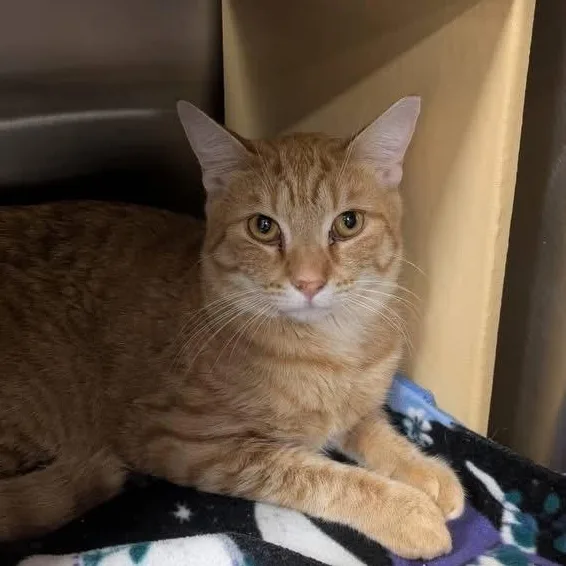 A young medium-sized male Orange / Red Domestic Short Hair cat named Cheddar for adoption in Chandler, AZ