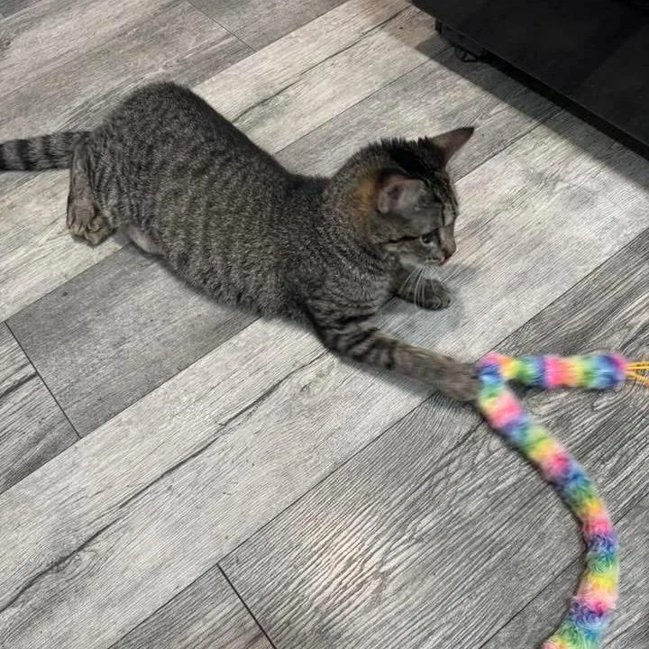 An adult medium-sized female Gray / Blue / Silver Domestic Short Hair cat named Bullet Naylor for adoption in Eagle Mountain, UT