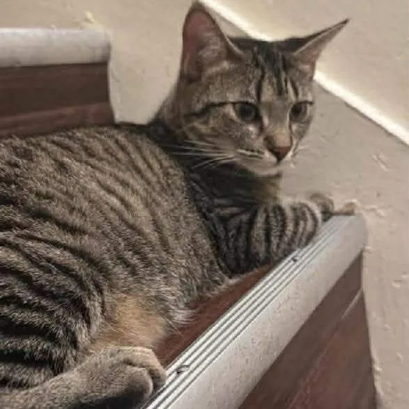 Bullet Naylor thumbnail 2