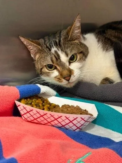 An adult small-sized female Gray & White Domestic Short Hair cat named Honey for adoption in Annapolis, MD