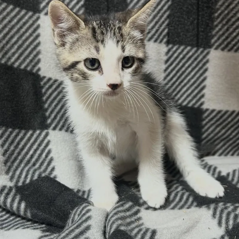 A young small-sized female Gray & White Domestic Short Hair cat named Tabby for adoption