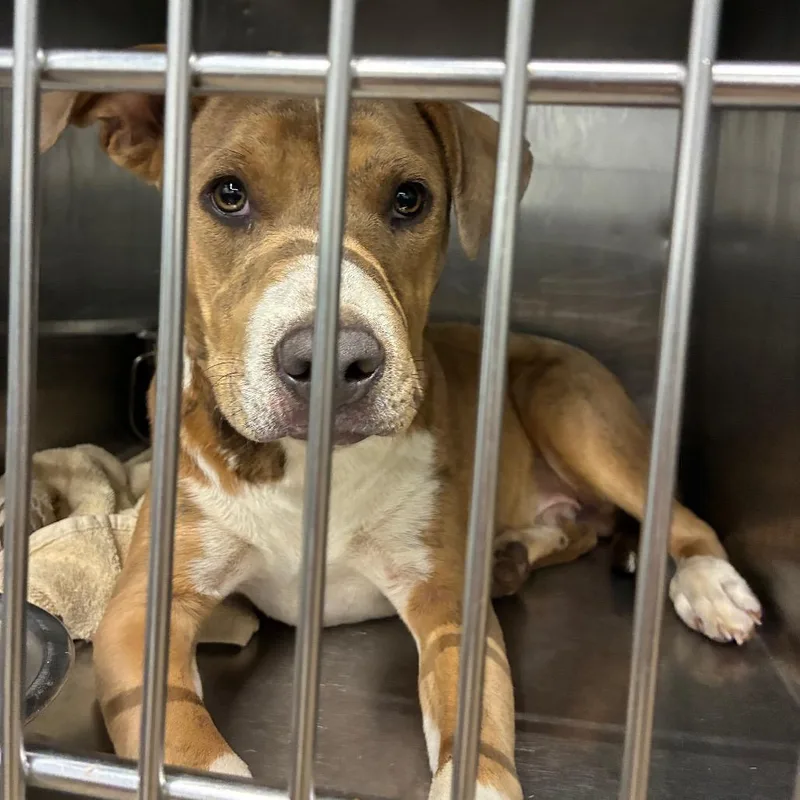 A young medium-sized male Brindle Terrier dog named Damon for adoption in Abilene, TX
