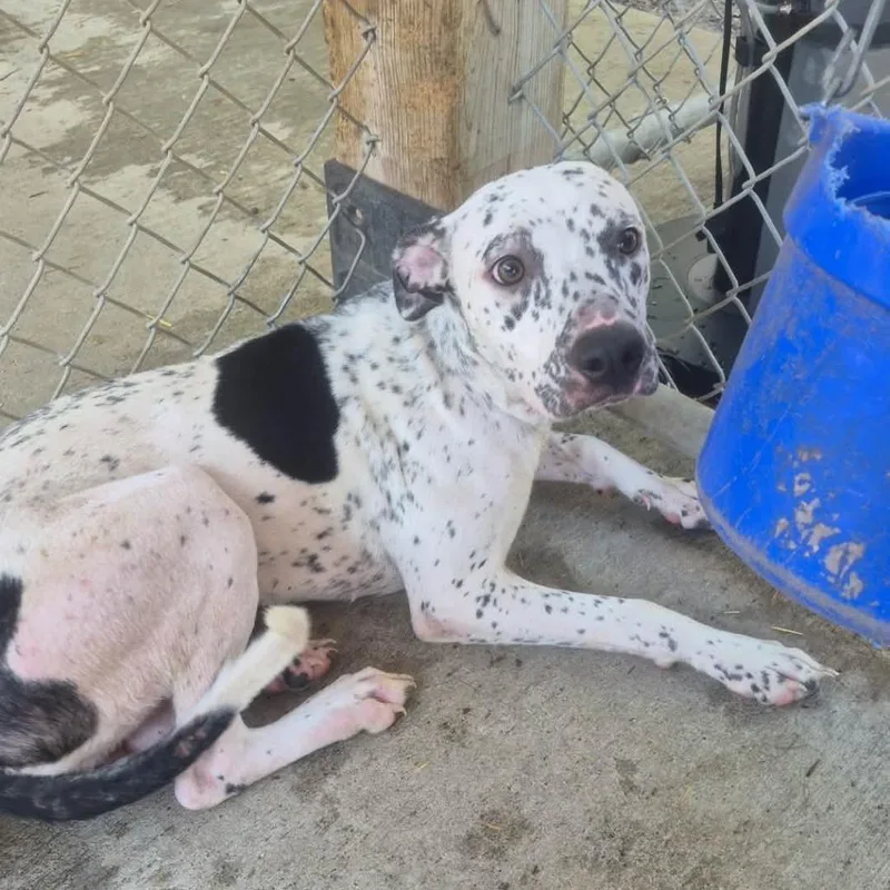 An adult medium-sized female White / Cream Mixed Breed dog named Freckles for adoption in Huntington, WV