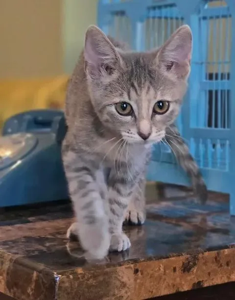 A baby small-sized female Tabby (Gray / Blue / Silver) Domestic Short Hair cat named Wonder Woman for adoption in Saint Charles, MO