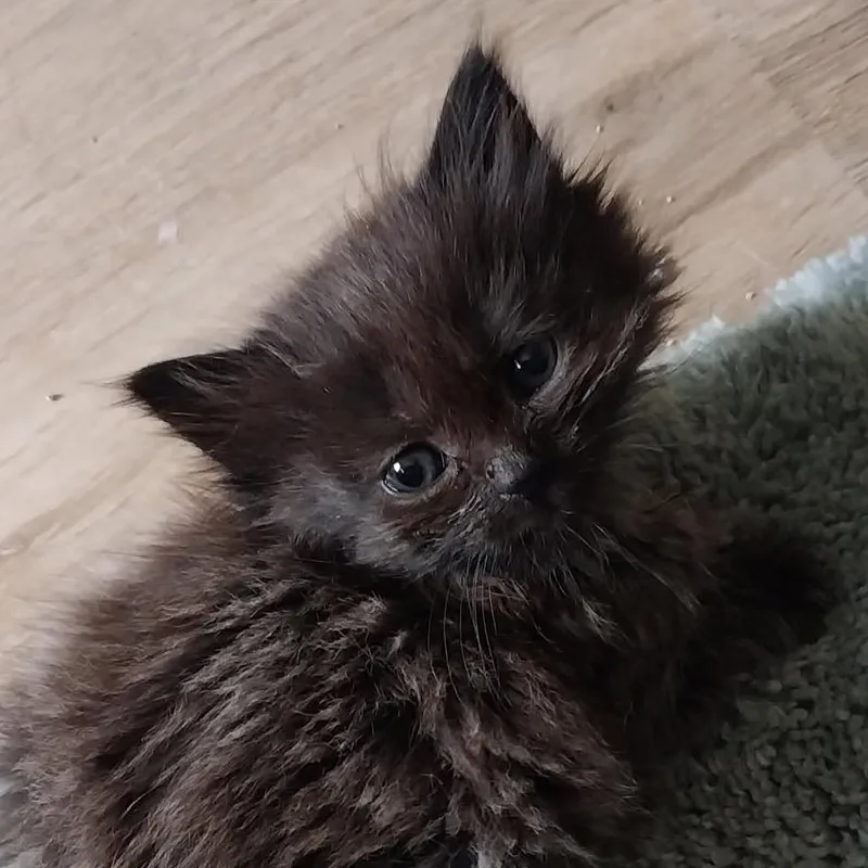 A baby small-sized male Black Domestic Long Hair cat named Munchkin for adoption in Baker City, OR