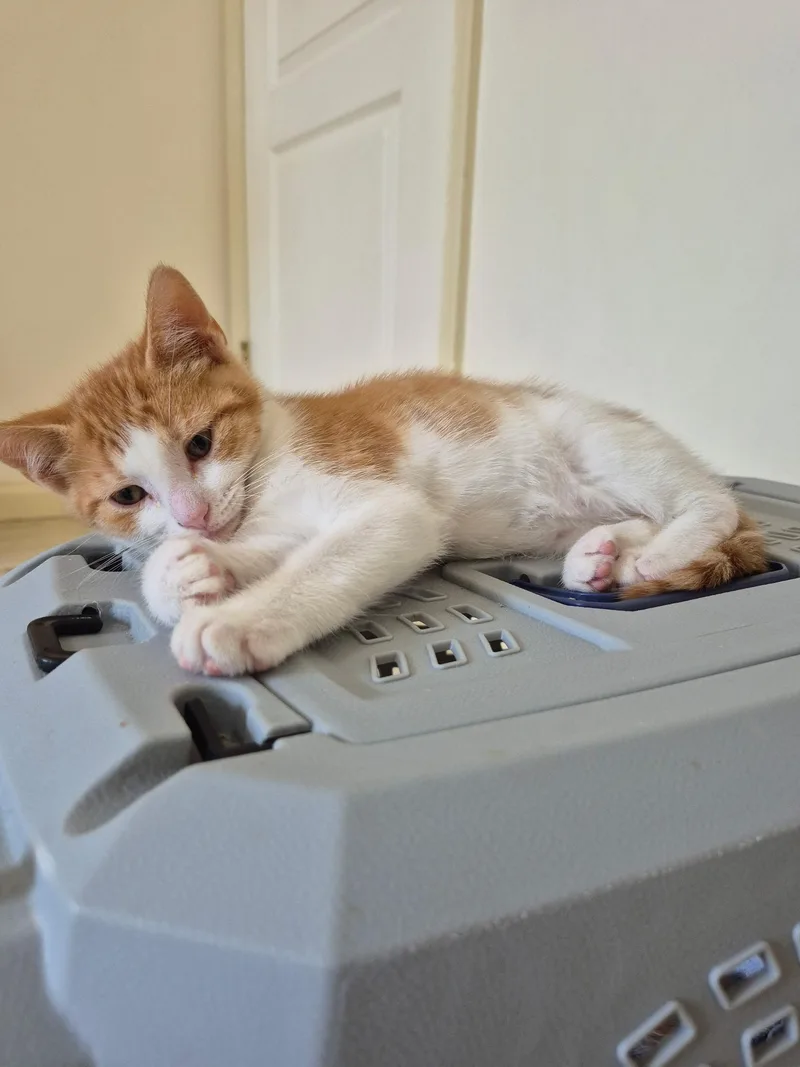 Butterscotch thumbnail 2