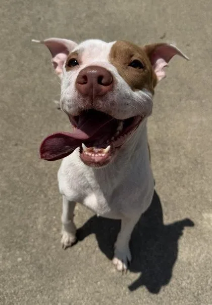 An adult medium-sized female Pit Bull Terrier dog named Nudge for adoption in Westland, MI