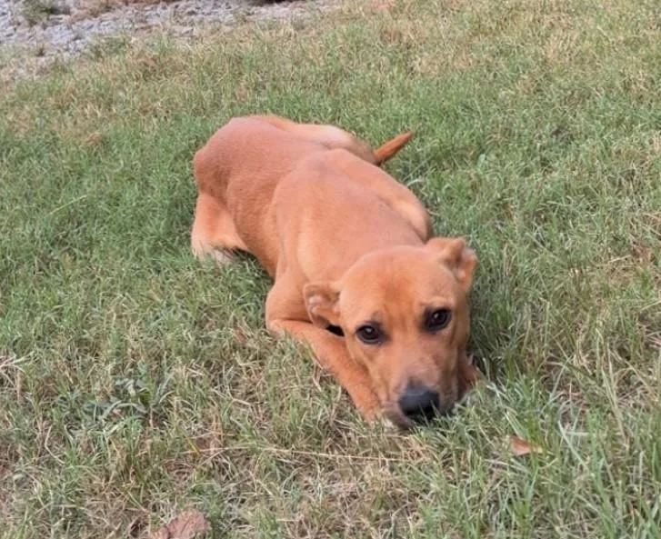 A baby medium-sized male Shepherd dog named Jax for adoption in Medfield, MA