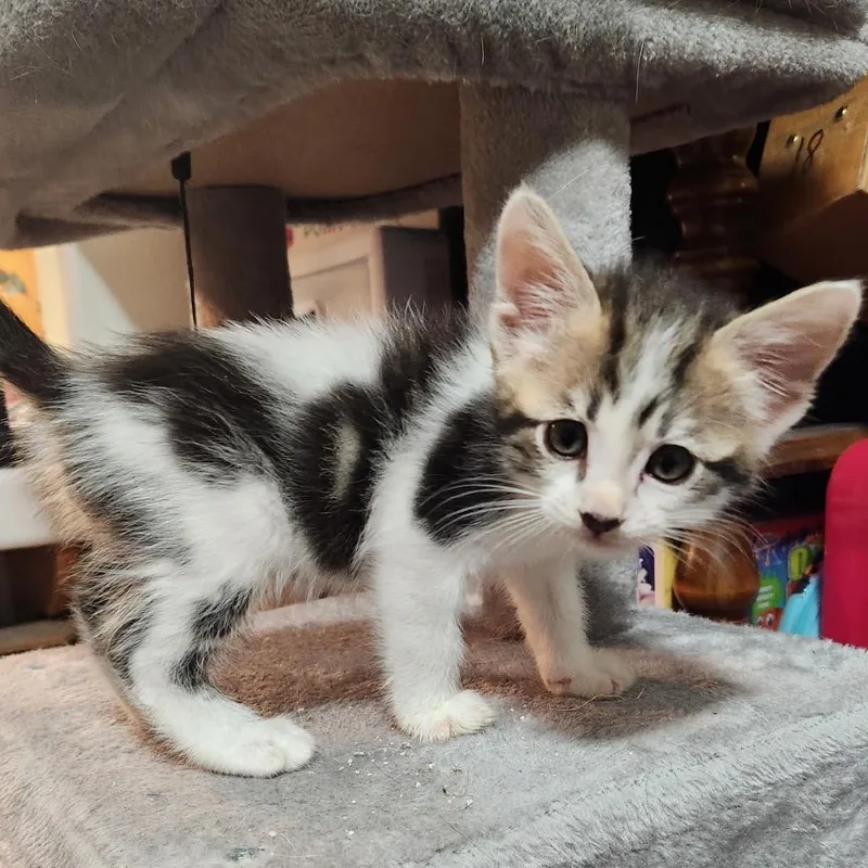 A baby small-sized male Brown / Chocolate Domestic Short Hair cat named Bean for adoption in Simi Valley, CA