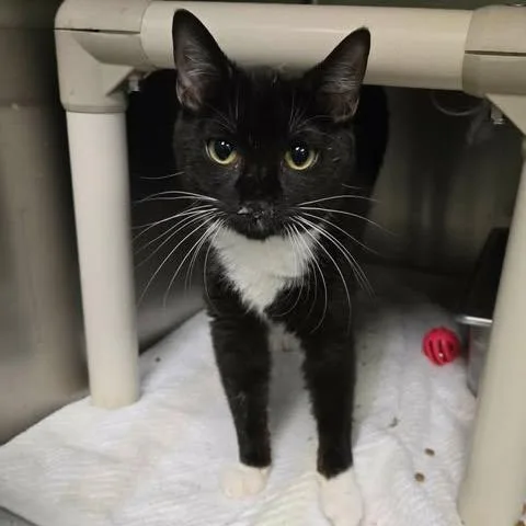 A young medium-sized female Black Domestic Short Hair cat named Rizi for adoption in Gloucester, VA