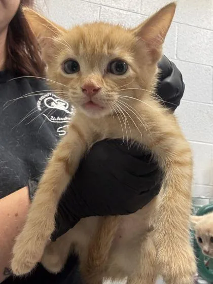 A baby small-sized male Domestic Short Hair cat named Peach for adoption in Sevierville, TN